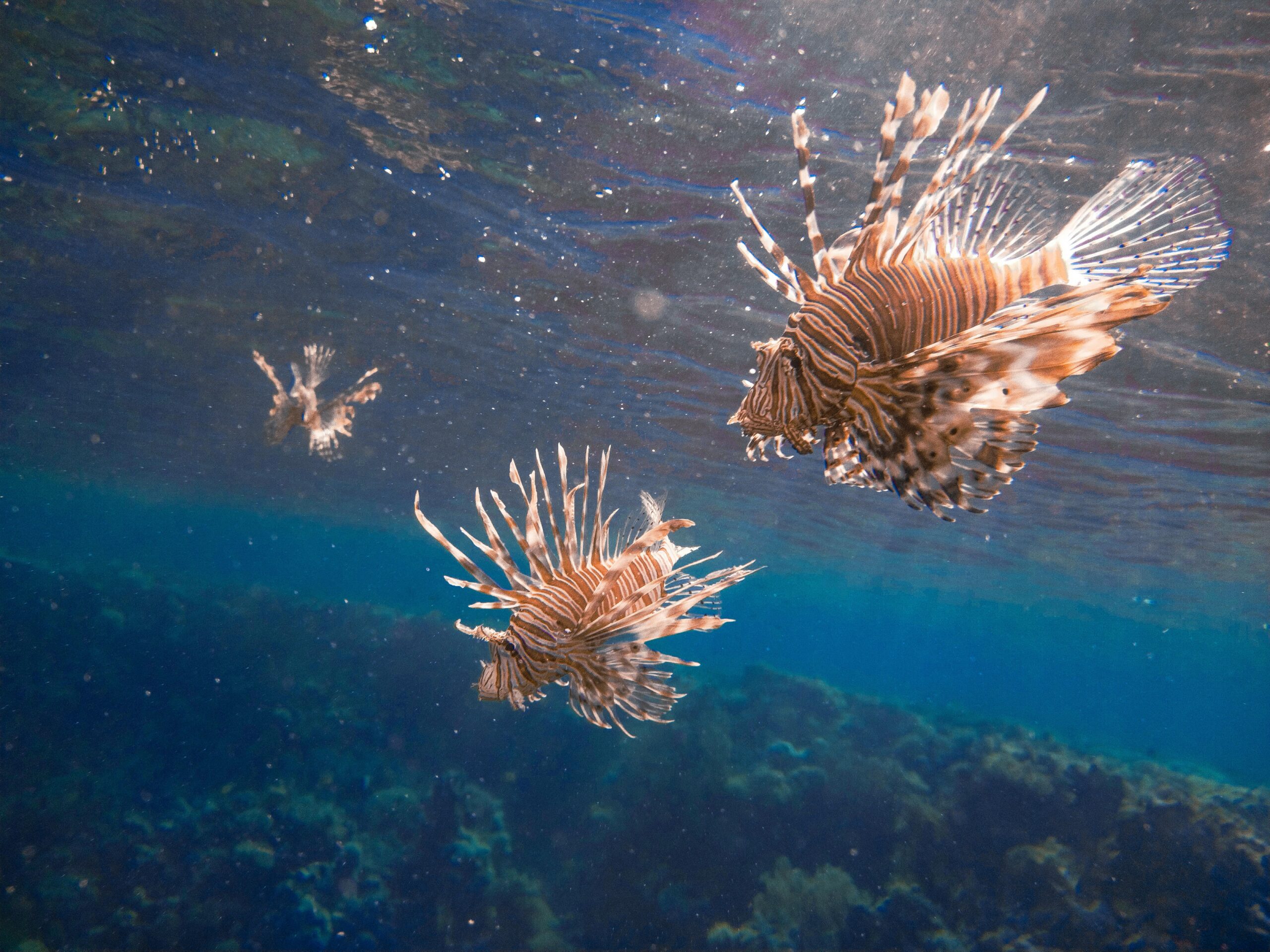 Invasori d’acqua: le specie aliene che cambiano il Mediterraneo