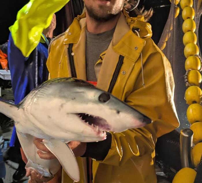 Lo squalo mako di Deiva Marina (ANSA)